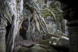 Ta Prohm Ta Prohm