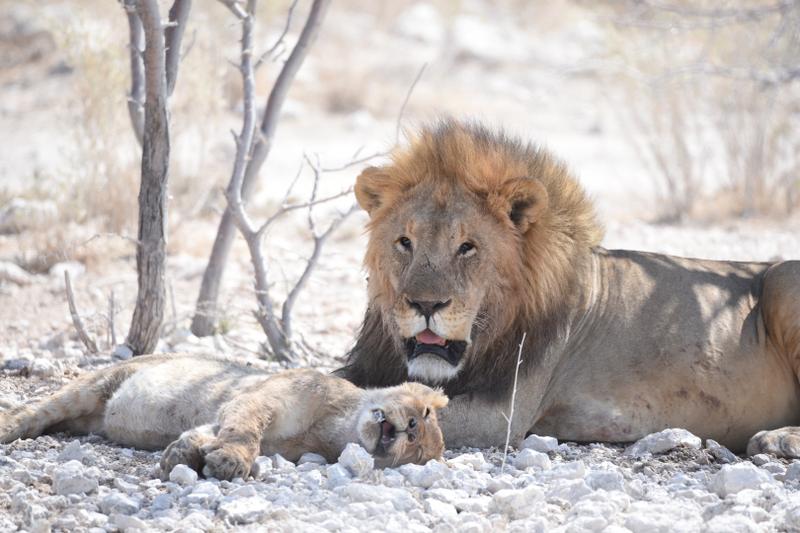 Etosha Park Namibia
