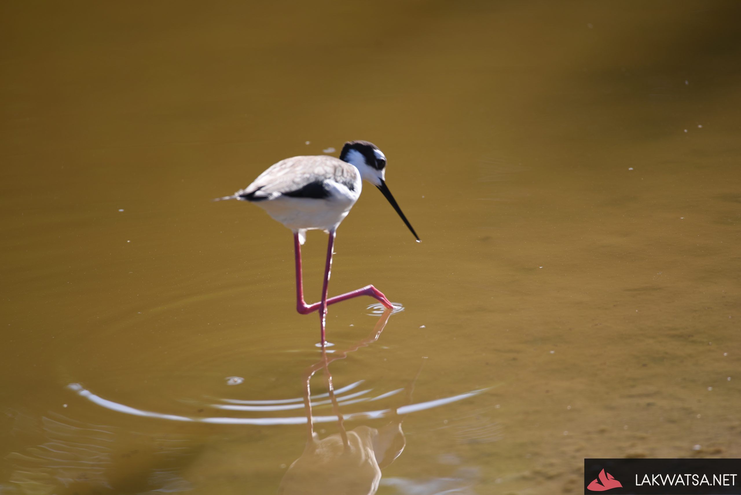 Baby flamingo, Isla Isabela, Galapagos Islands