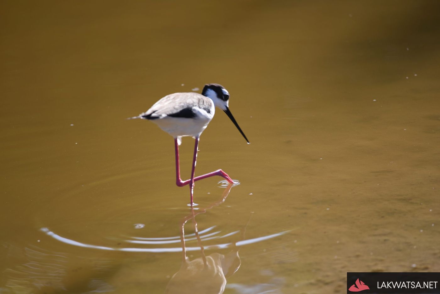 Baby flamingo, Isla Isabela, Galapagos Islands