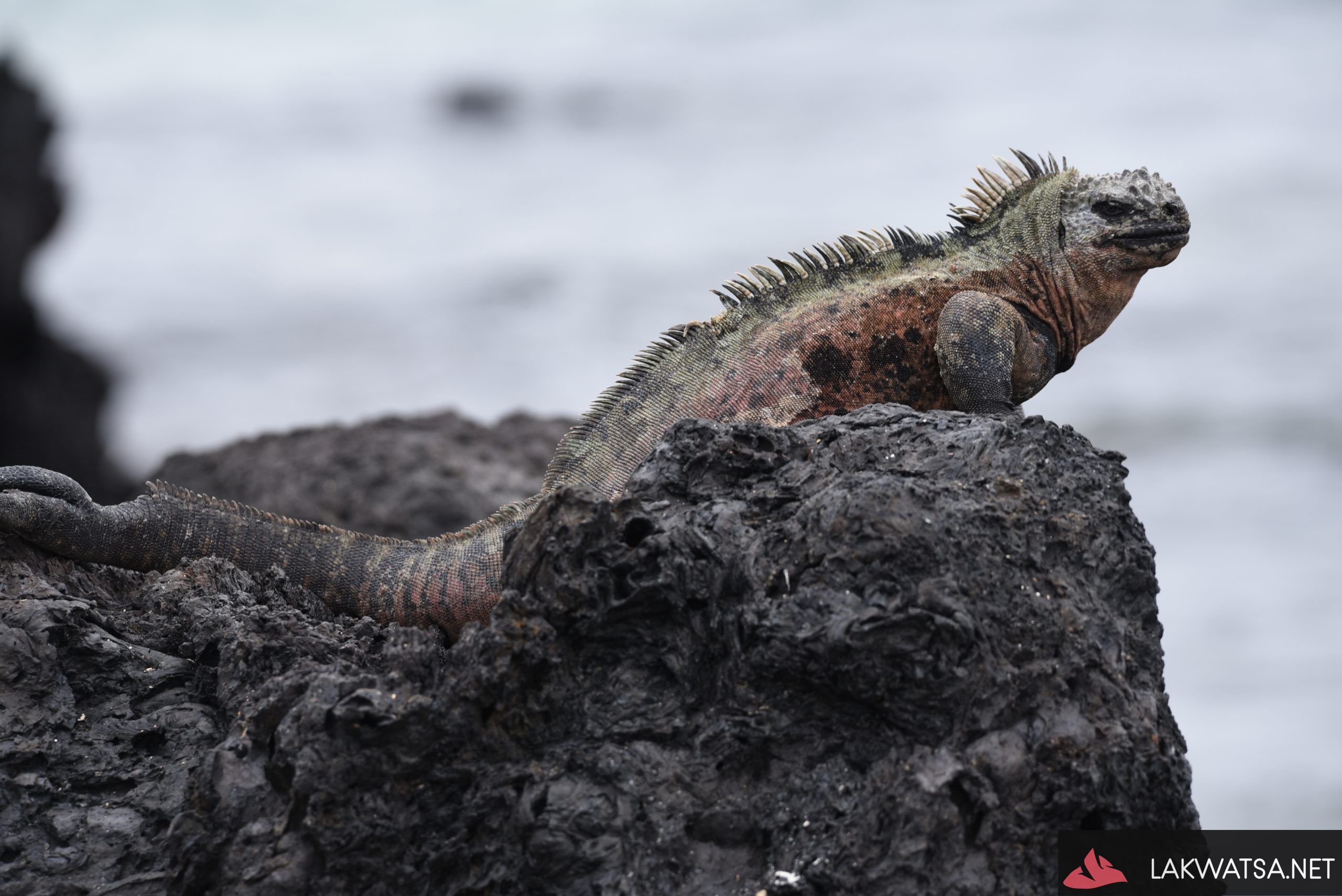 Marine Iguana, Isla Isabela, Galapagos islands, Ecuador