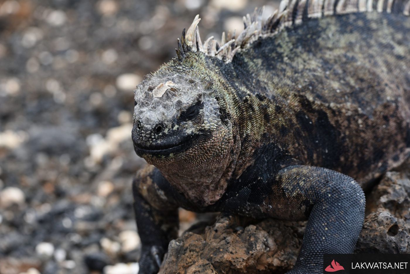 Marine Iguanas, Galapagos Islands