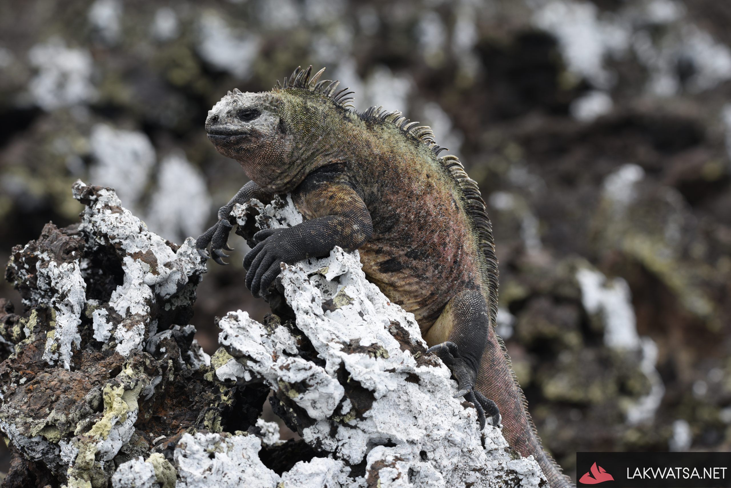 Marine Iguana, Isla Isabela, Galapagos islands, Ecuador