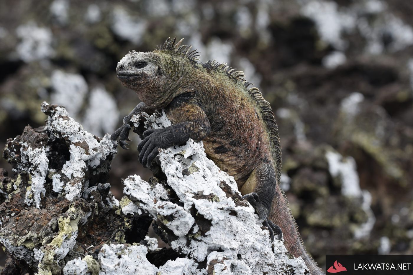 Marine Iguana, Isla Isabela, Galapagos islands, Ecuador