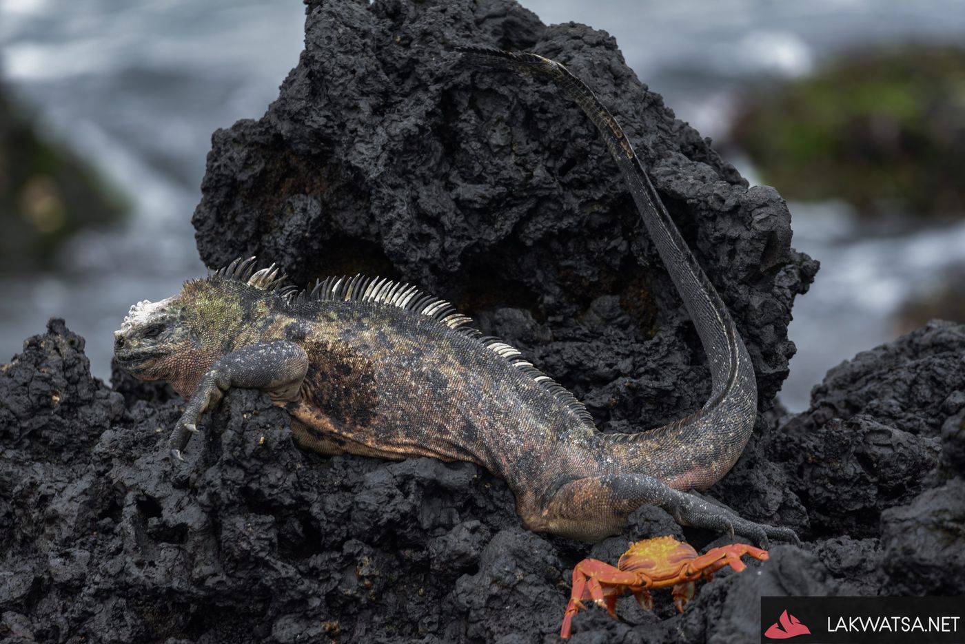 Marine Iguana with Sally light food crab , Isla Isabela, Galapagos islands, Ecuador