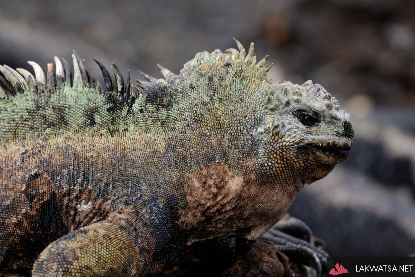 Marine Iguana, Galapagos Islands, Ecuador