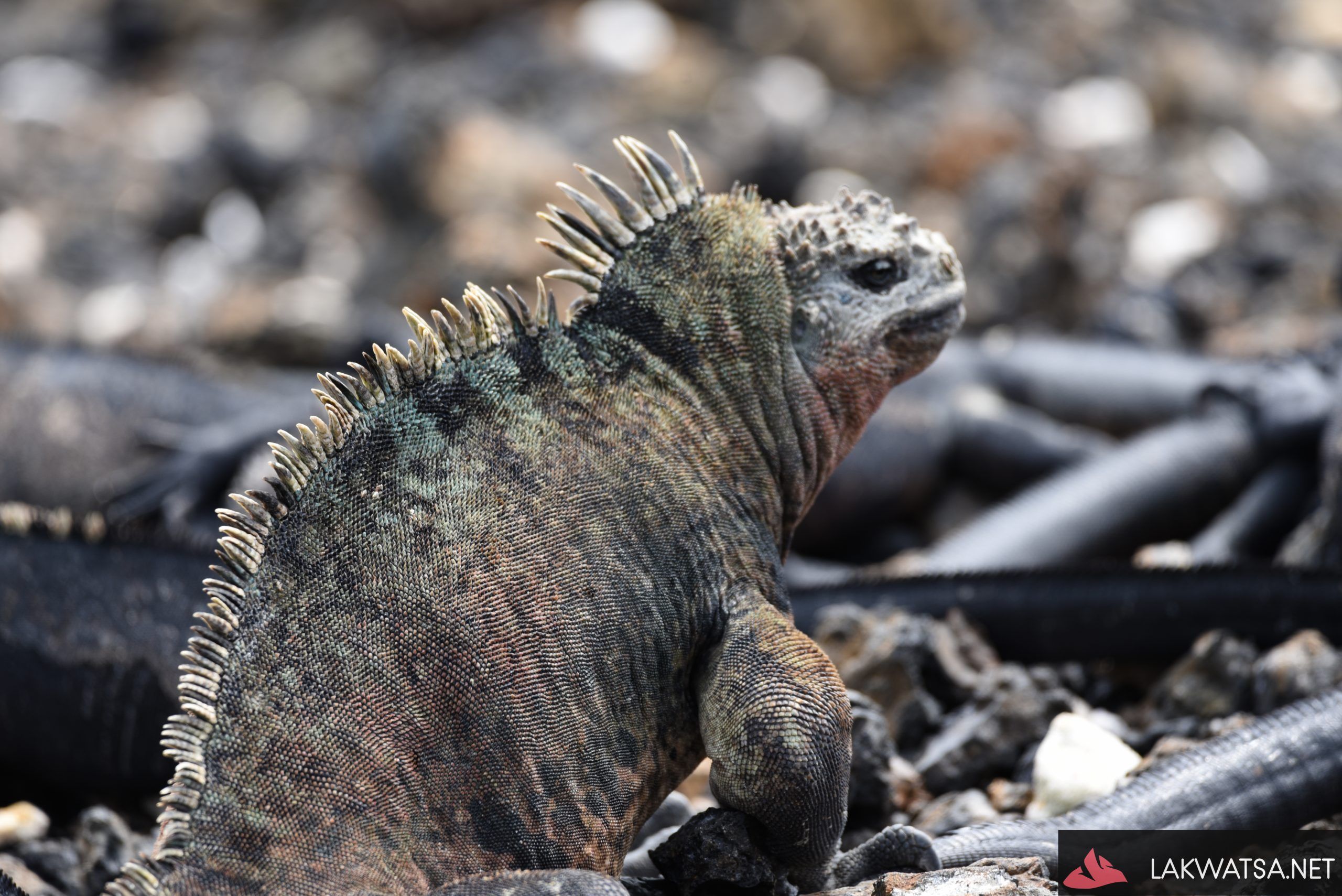 Marine Iguana , Isla Isabela, Galapagos islands, Ecuador