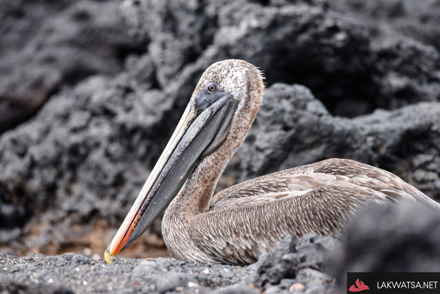 Pelican, Galapagos Islands