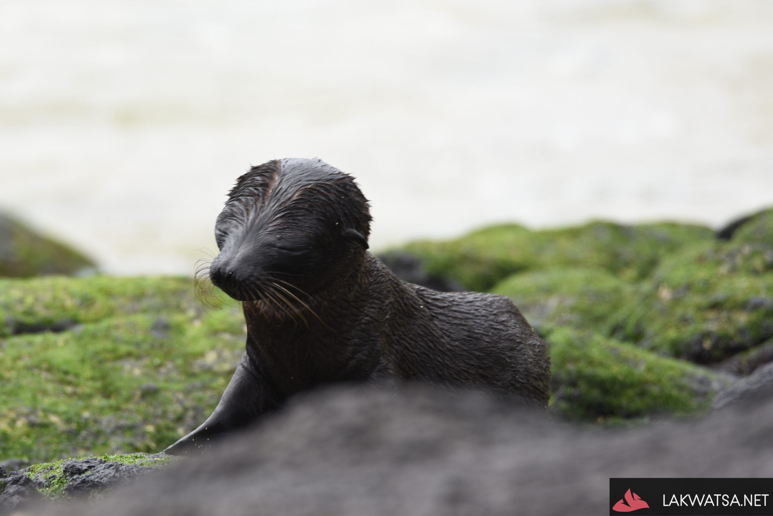 Sea lion pup , Isla Isabela , Galapagos Islands