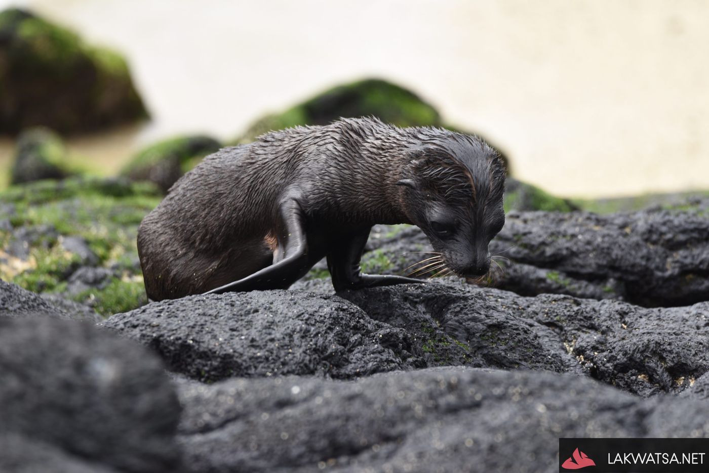 Galapagos sea lion pup