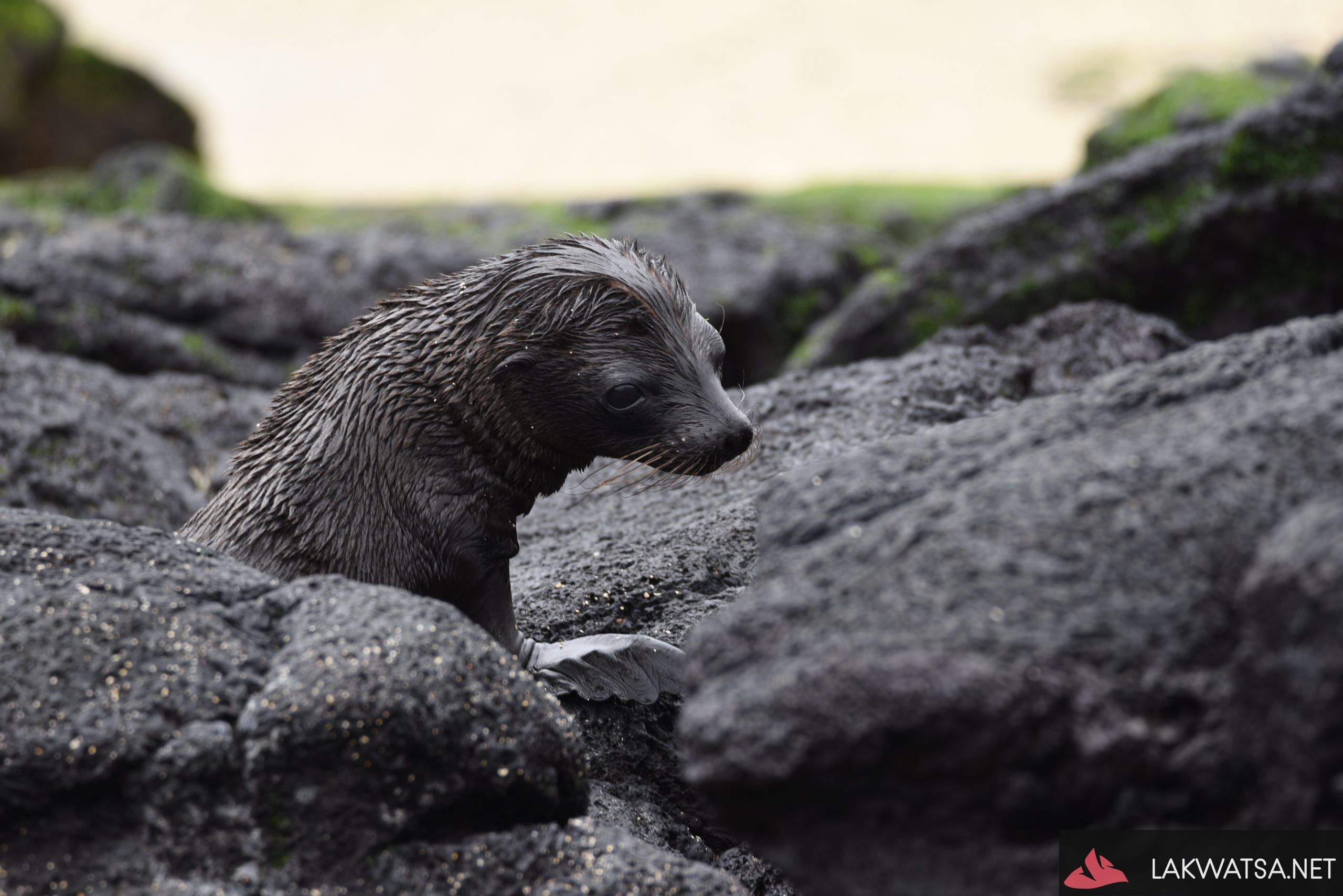 Galapagos Sea lion pup, Ecuador