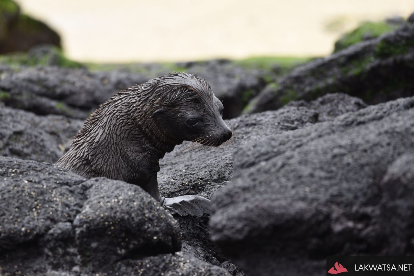 Galapagos Sea lion pup, Ecuador