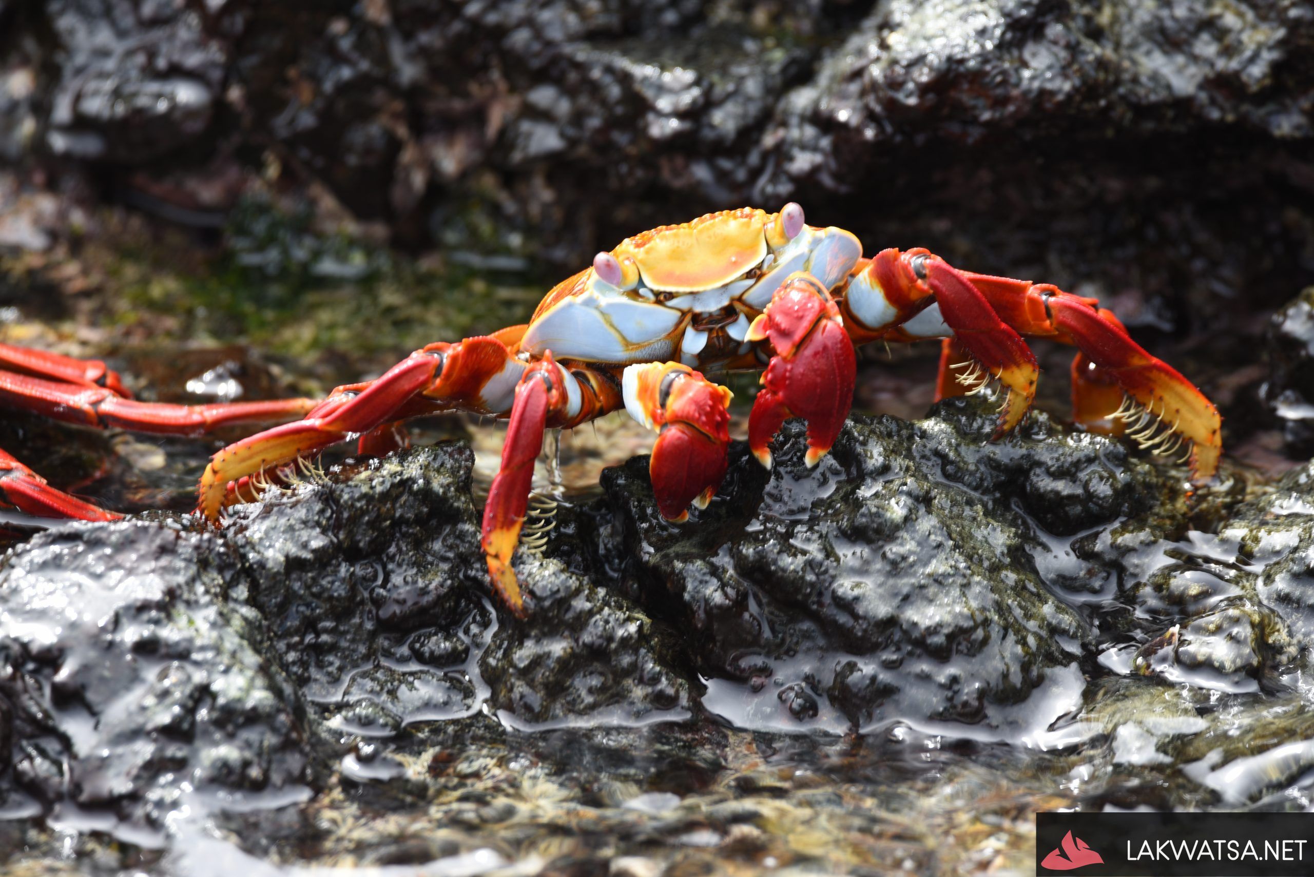 Sally light foot crab, Isla San Cristobal Galapagos Islands, Ecuador