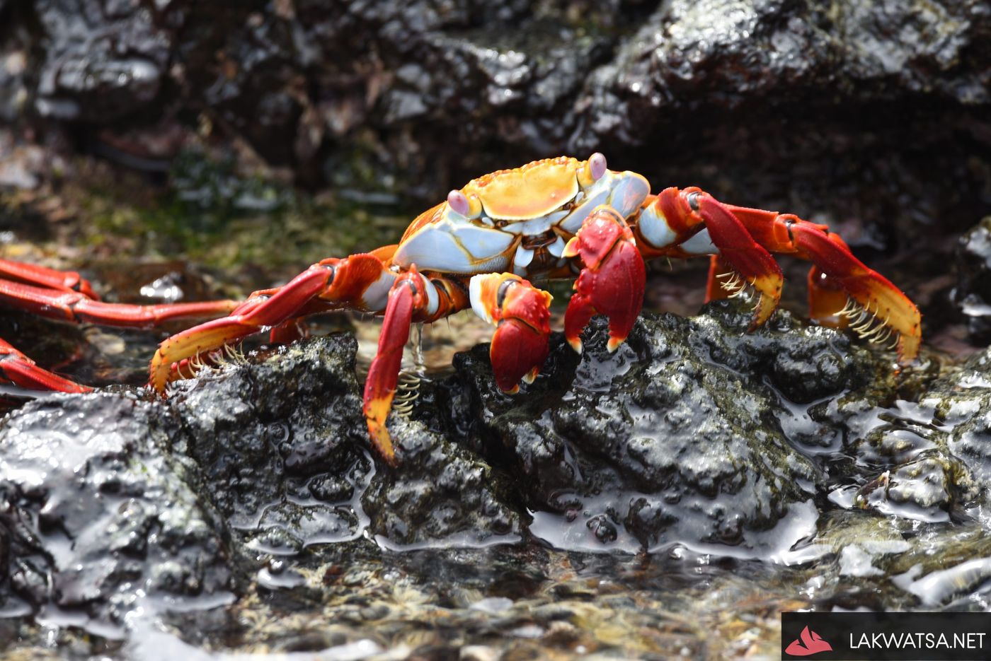 Sally light foot crab, Isla San Cristobal Galapagos Islands, Ecuador