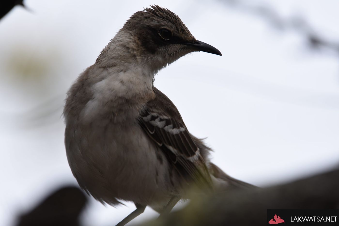 Mocking bird, Isla Isabela, Galapagos Islands