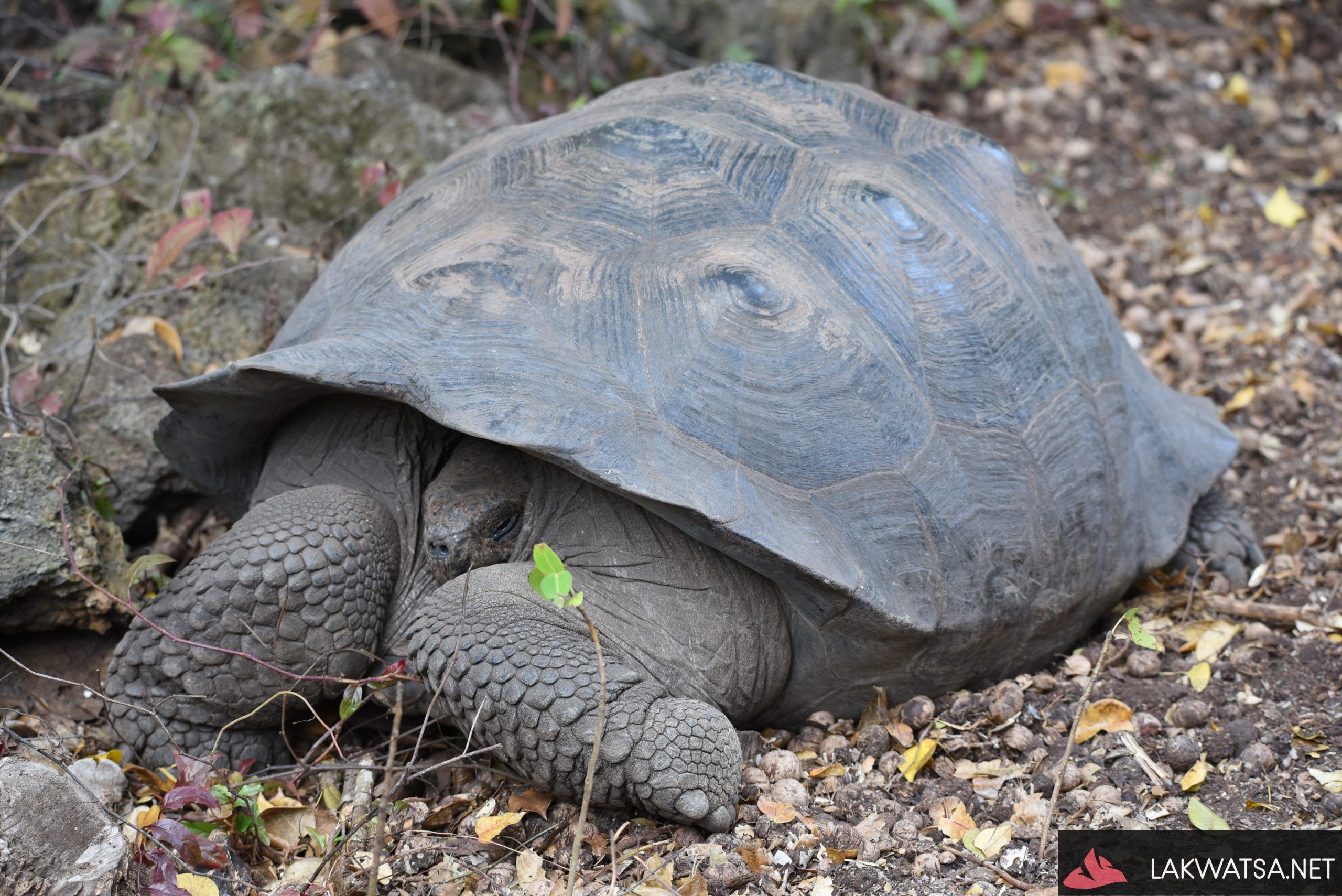 Tortoise, Galapagos Islands