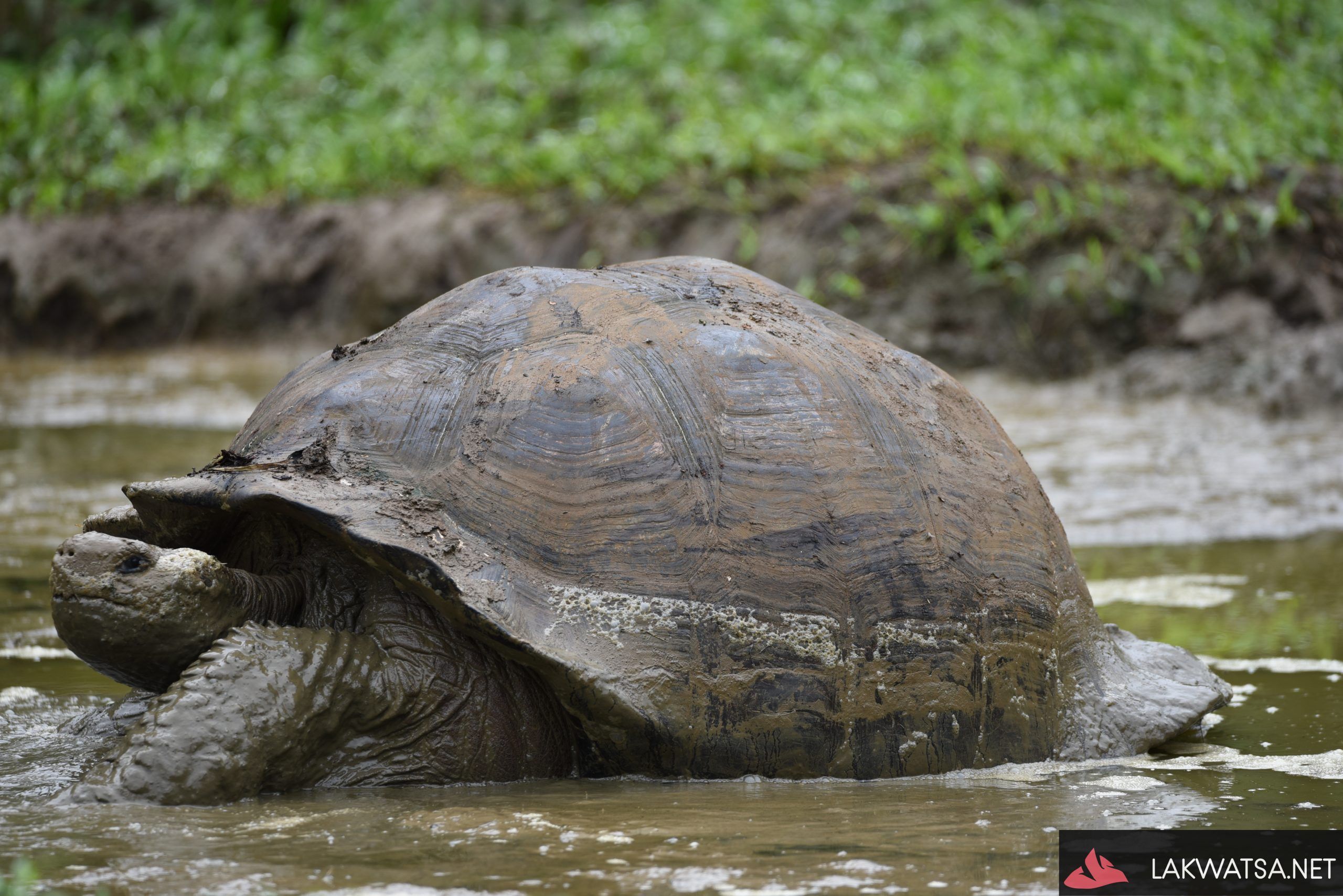 Tortoise, Galapagos islands