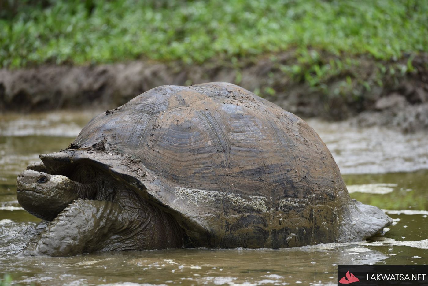 Tortoise, Galapagos islands