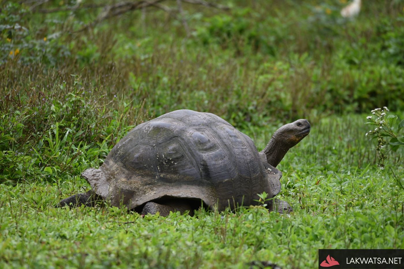 Tortoise, Galapagos Islands
