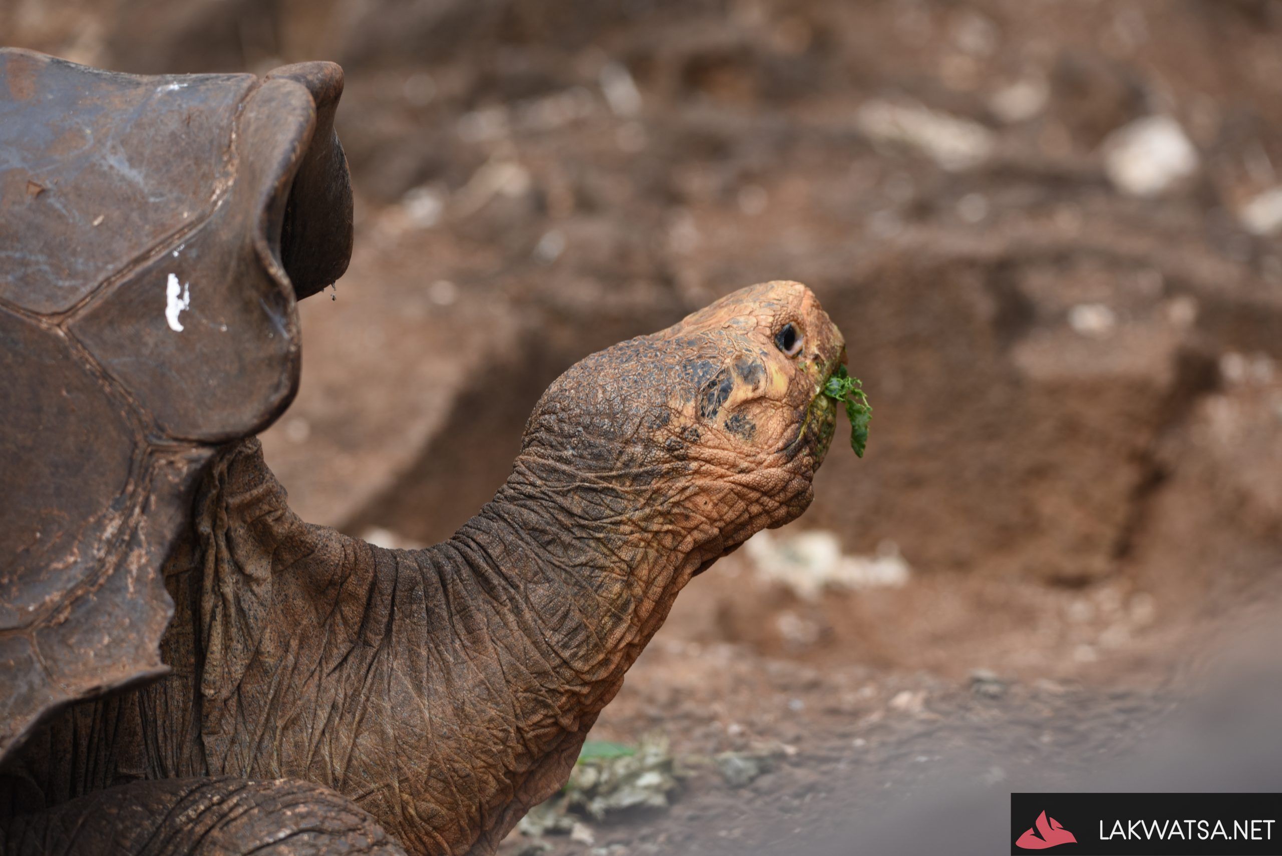 Saddleback tortoise, Galapagos Islands