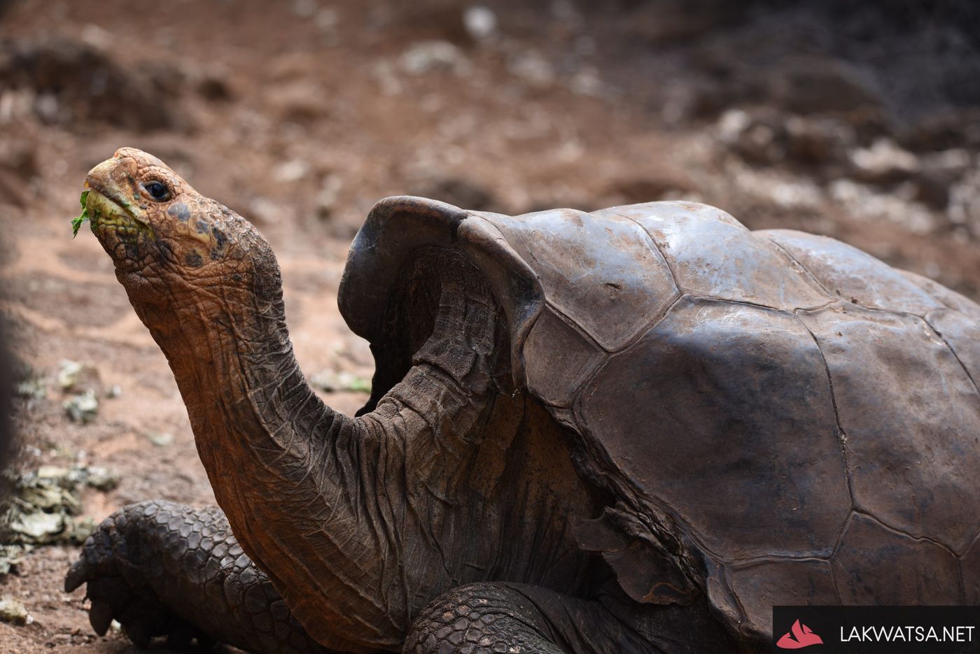 Saddleback tortoise, Galapagos Islands
