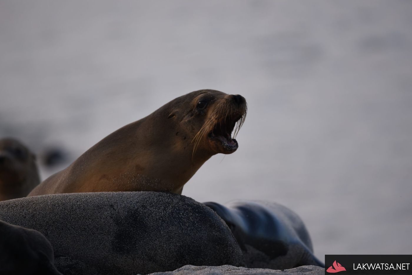 Galapagos sea lion