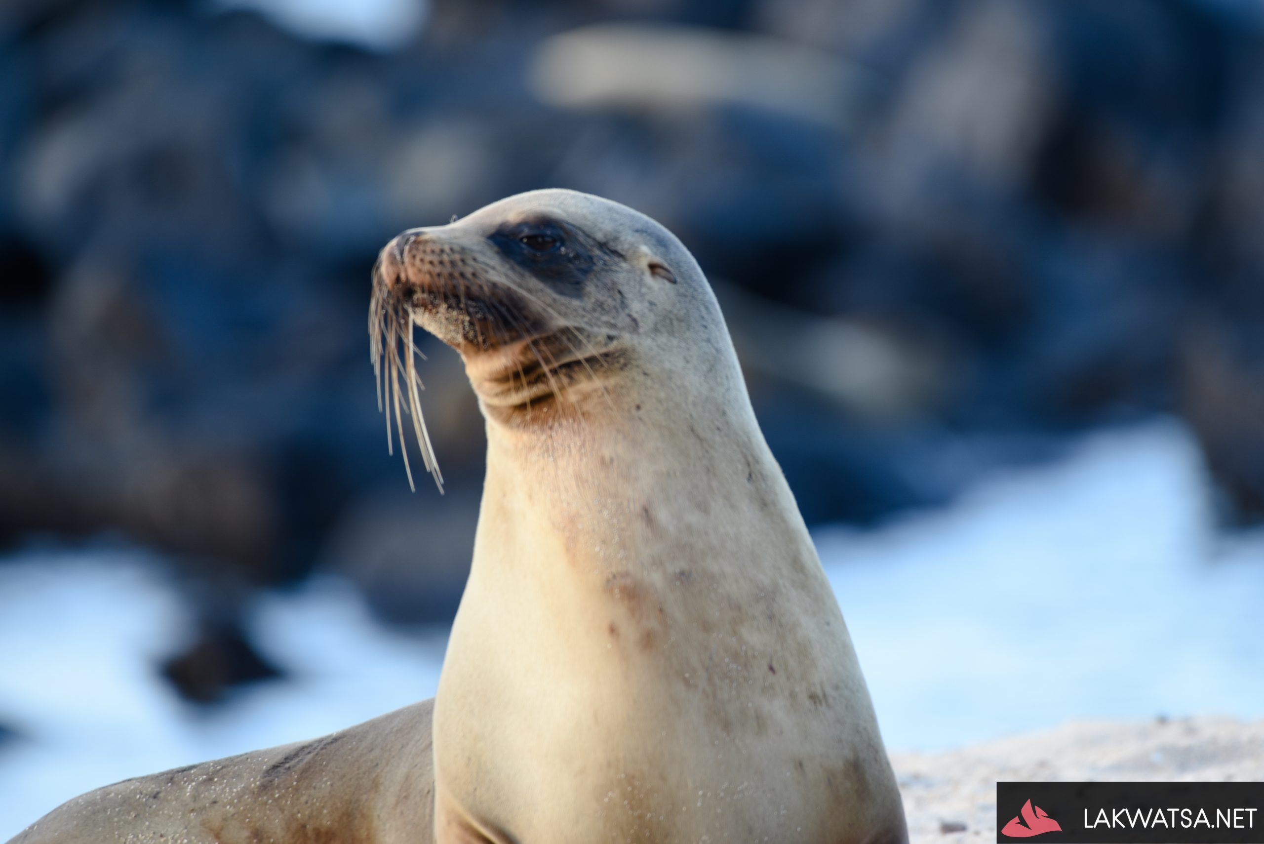 Galapagos Sea lion