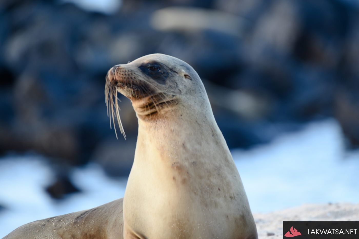 Galapagos Sea lion