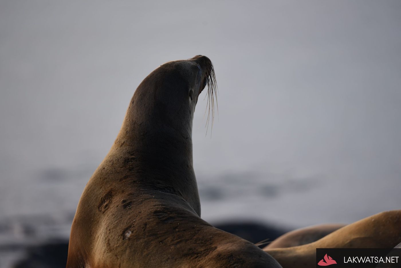 Galapagos Sea lion