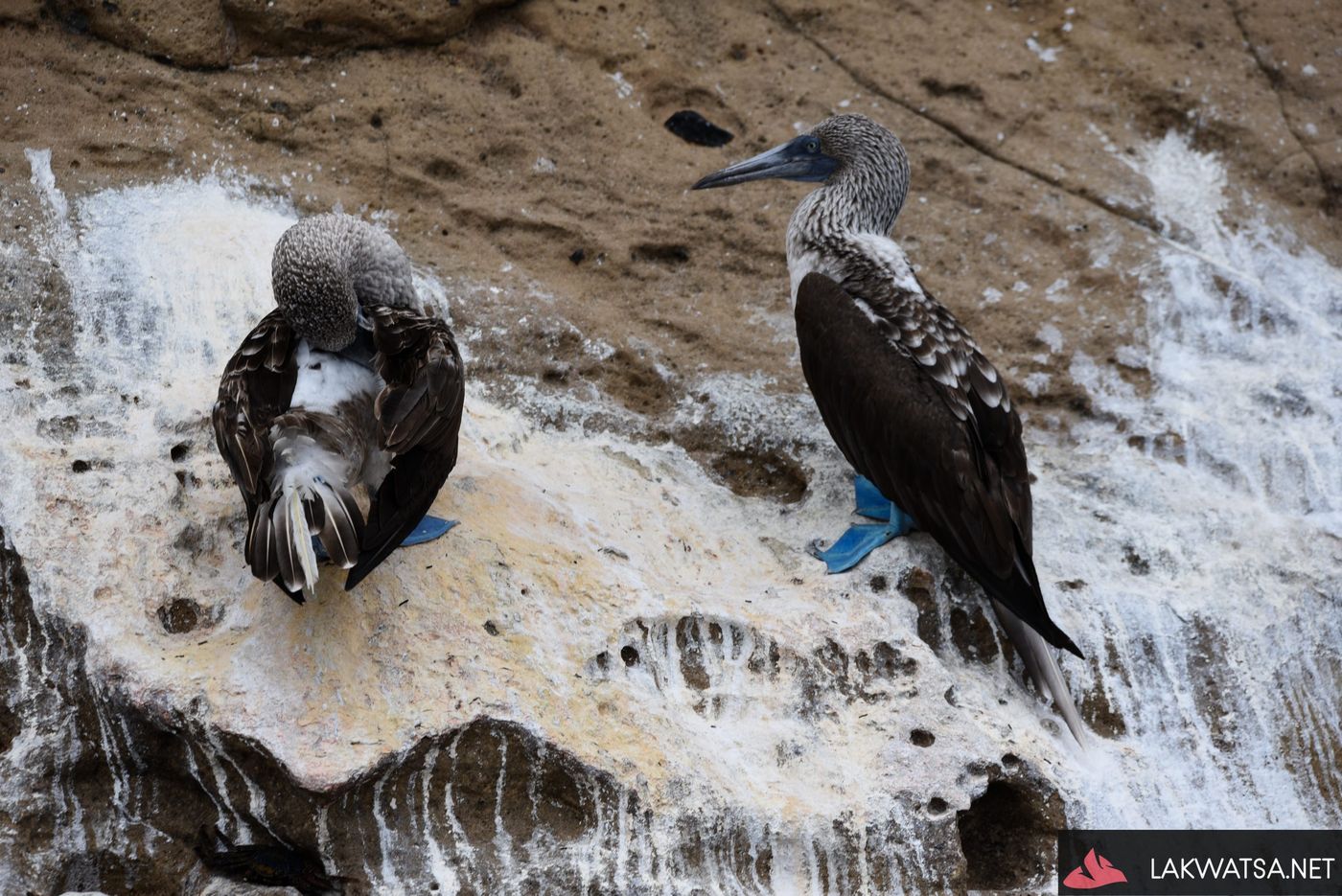 Blue Footed Booby, Isla Isabela, Galapagos Islands, Ecuador