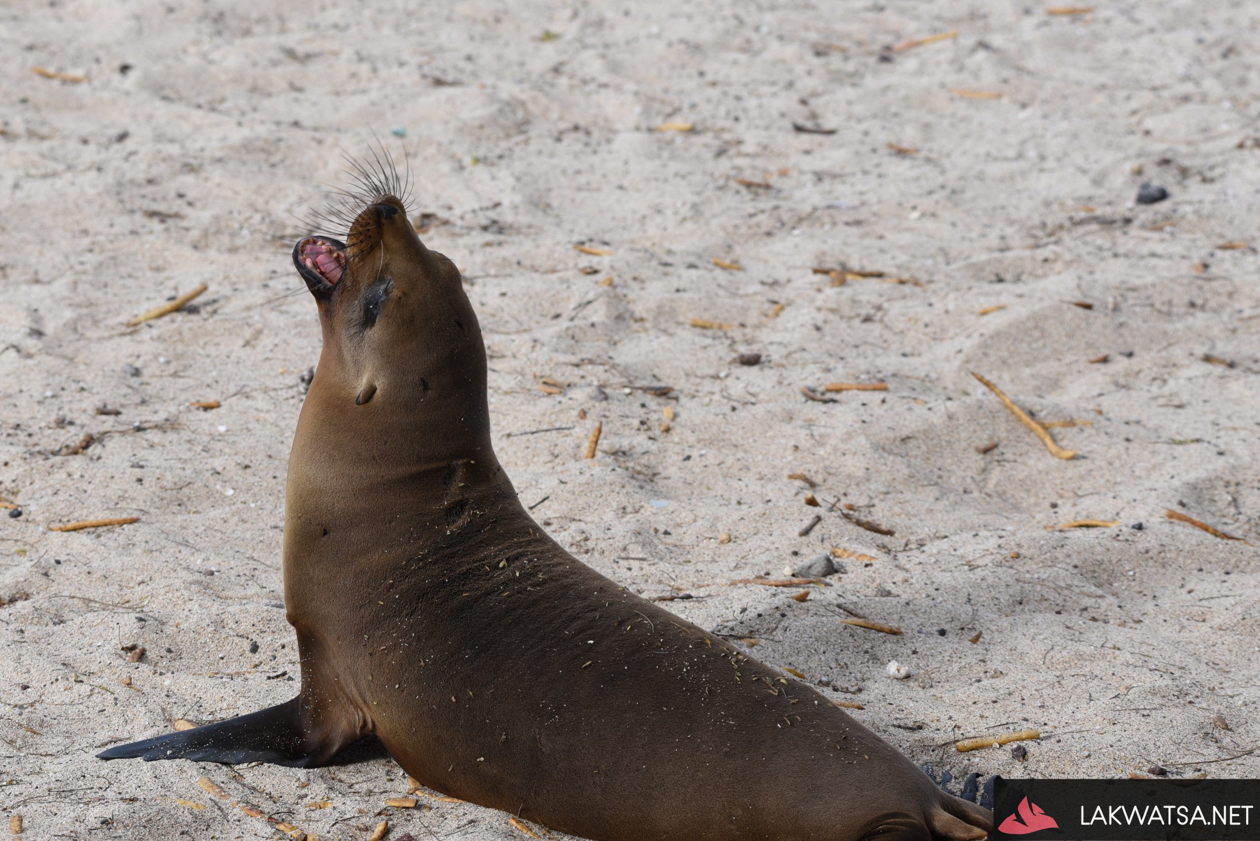 Galapagos sea lion, Isla San Cristobal