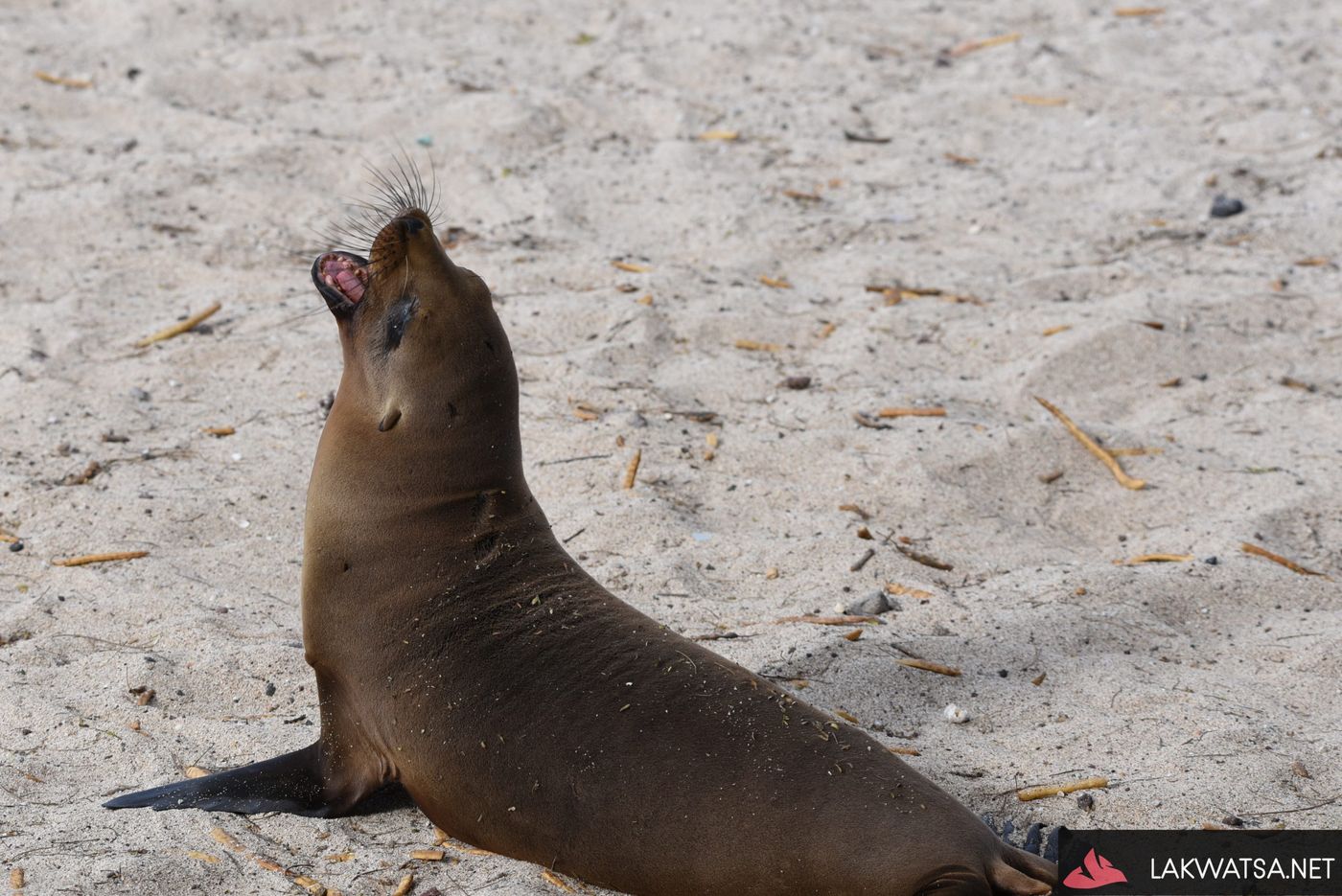 Galapagos sea lion, Isla San Cristobal