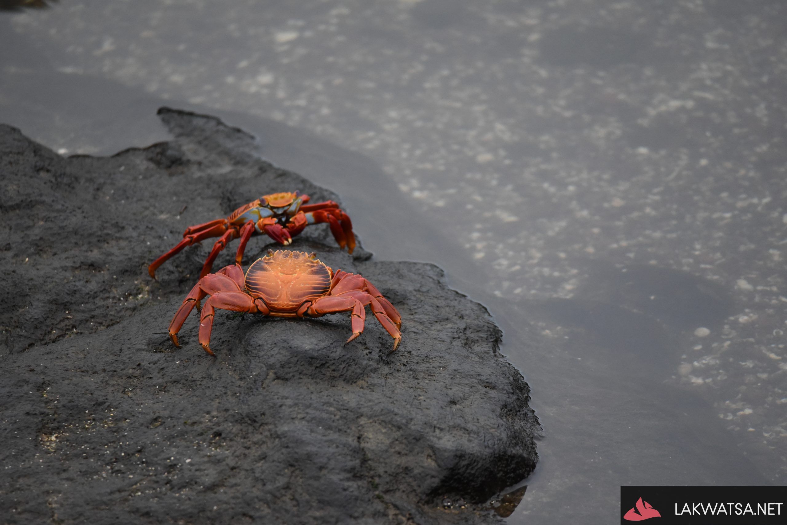Sally light foot crab, Galapagos Islands, Ecuador