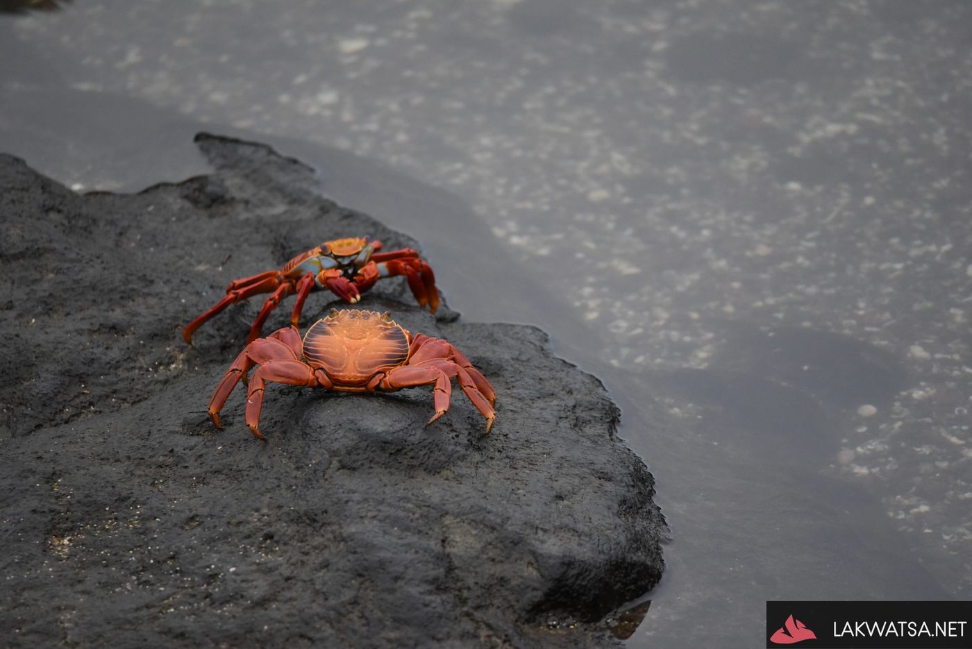 Sally light foot crab, Galapagos Islands, Ecuador