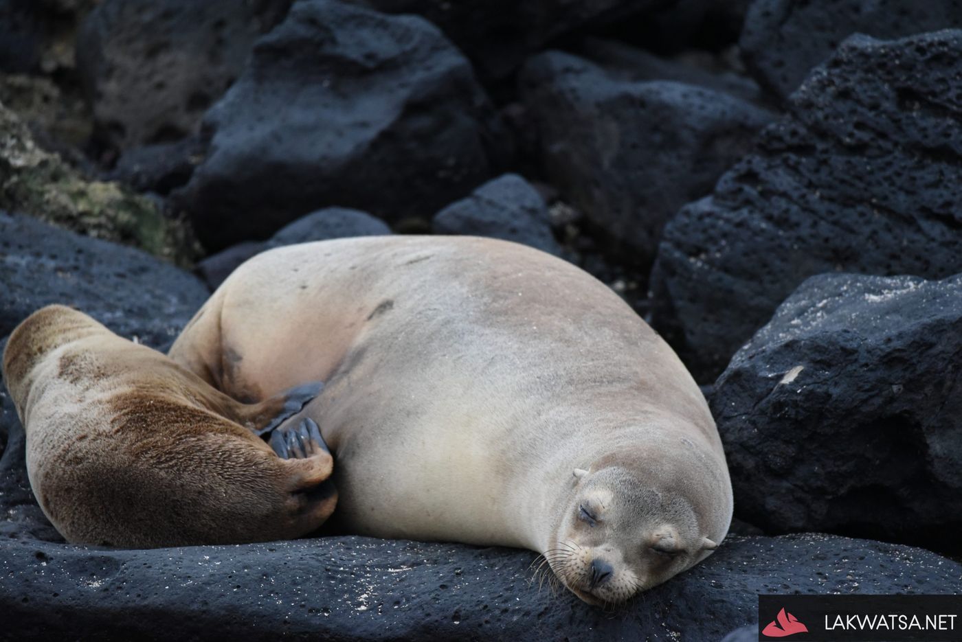 Galapagos Sea lion, Ecuador