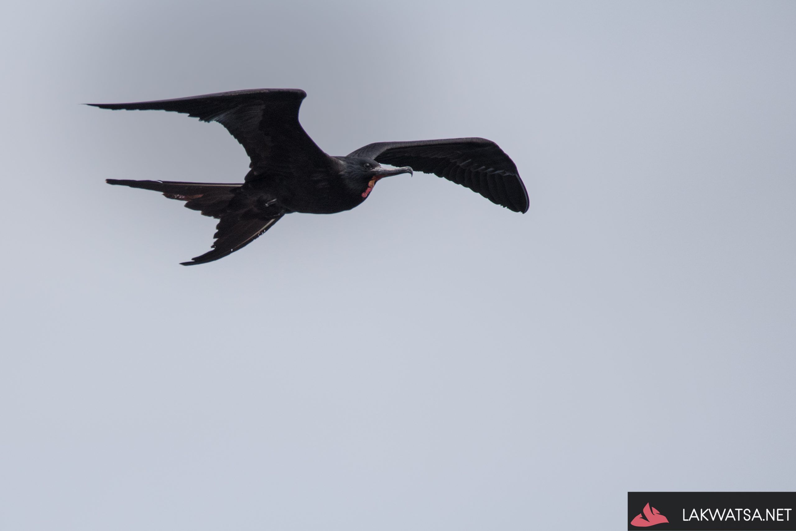 Magnificent Frigate Bird