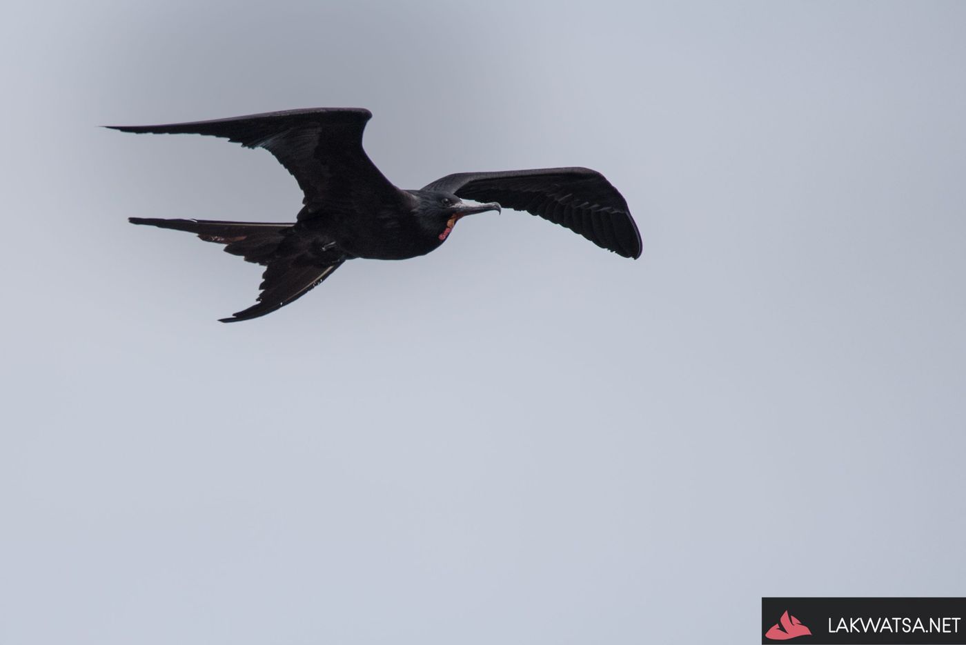 Magnificent Frigate Bird