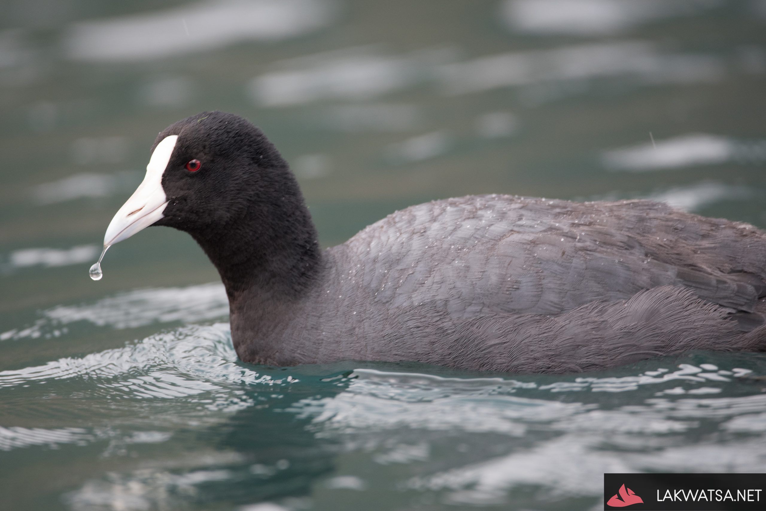 Andean coot, Cuicocha, Imabura, Ecuador