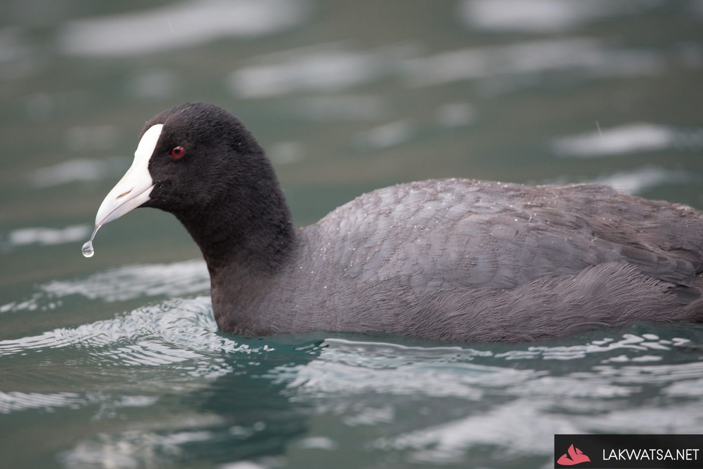 Andean coot, Cuicocha, Imabura, Ecuador