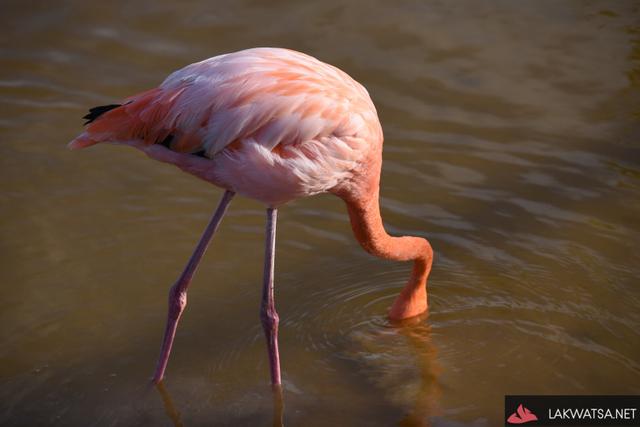 Galapagos Islands Ecuador Gallery