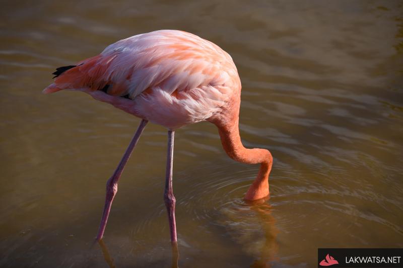 Galapagos Islands Ecuador Gallery