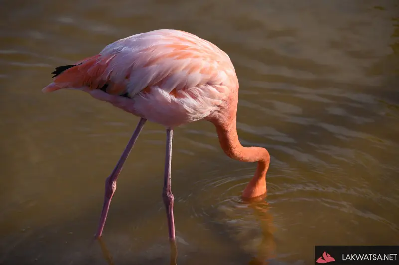Galapagos Islands Ecuador Gallery