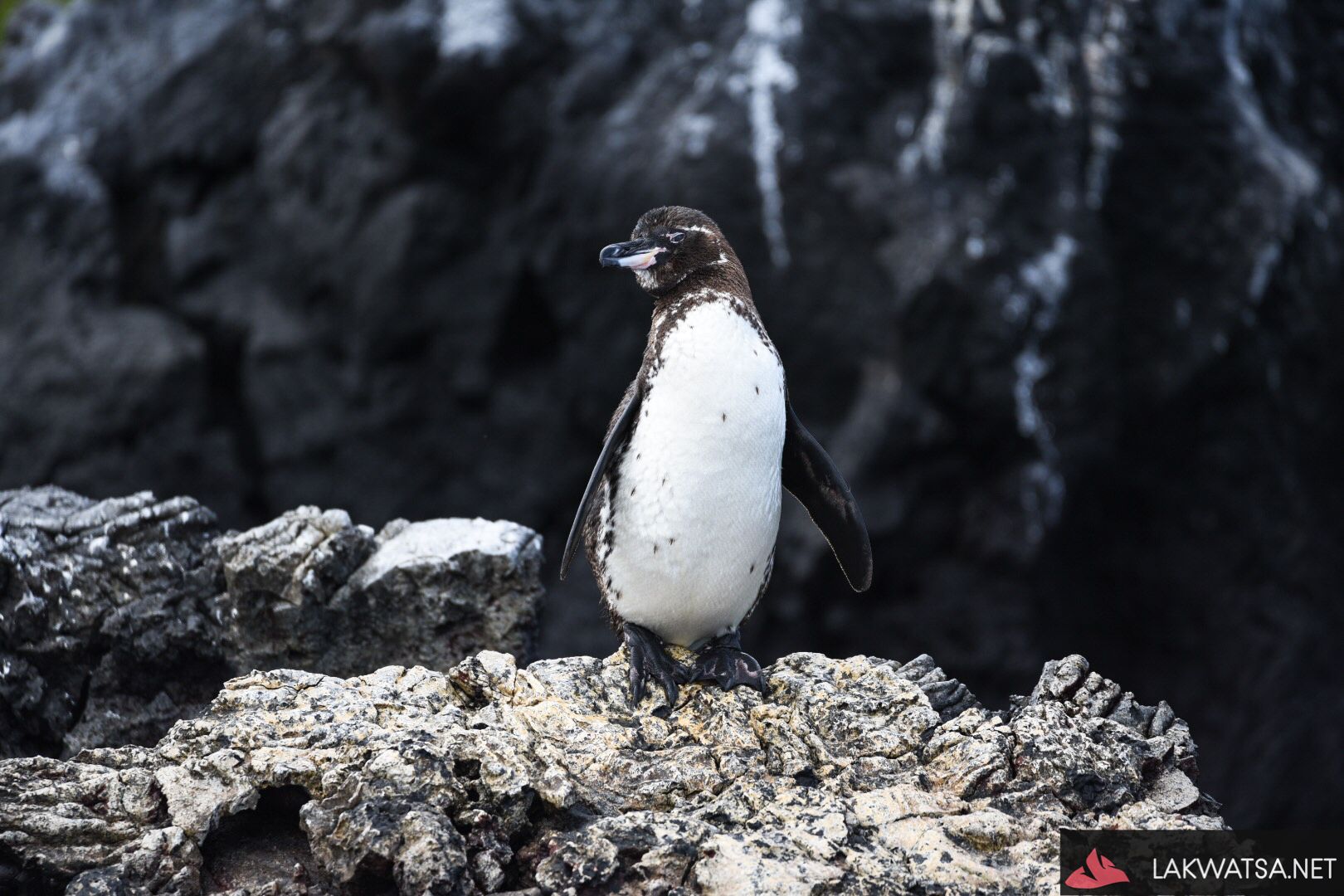 Tropical Penguin of Galapagos