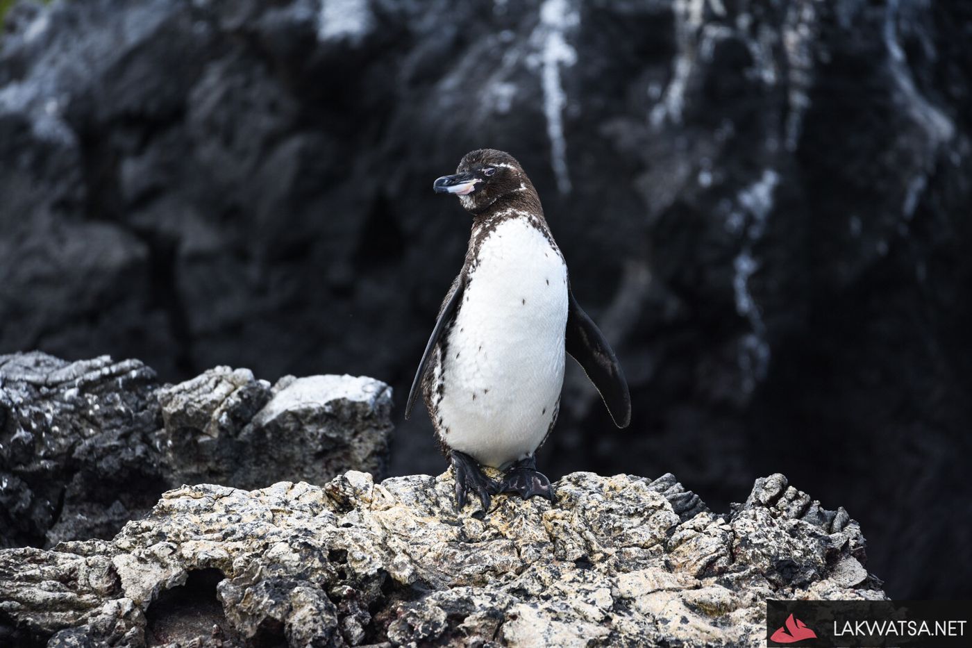 Tropical Penguin of Galapagos