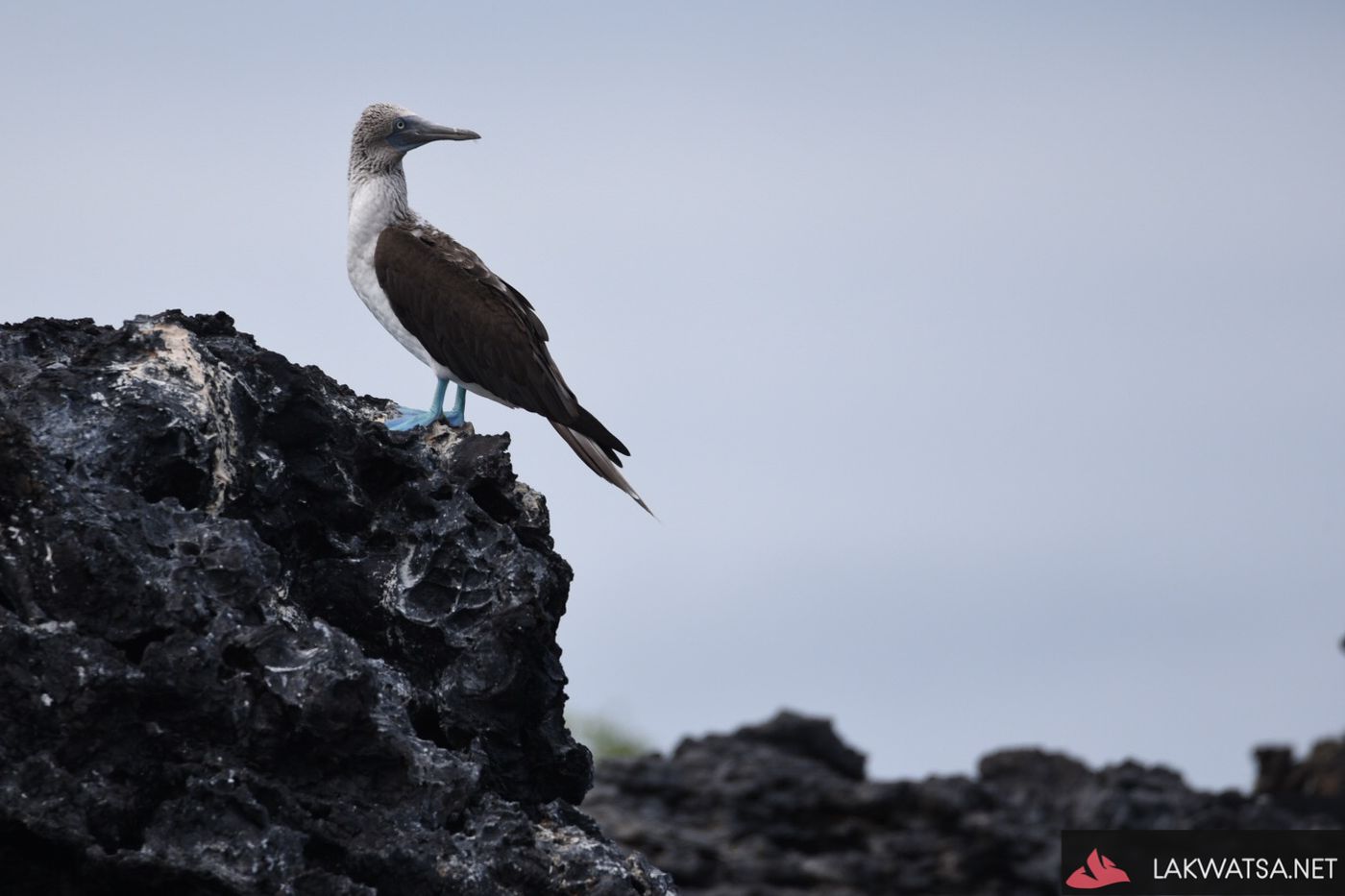 Blue Footed Booby