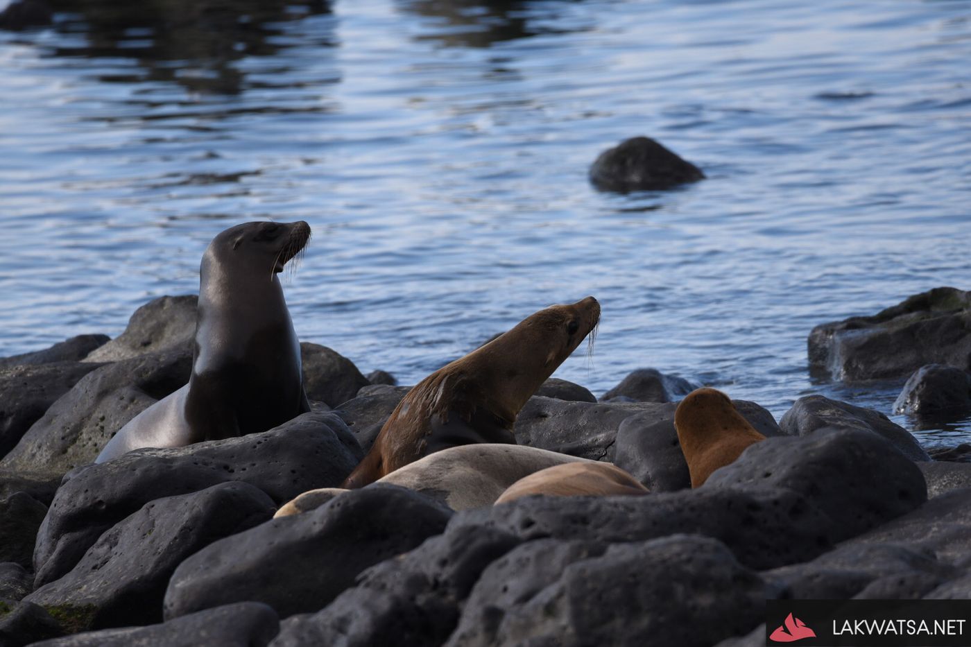 A sea-lion calling out cubs