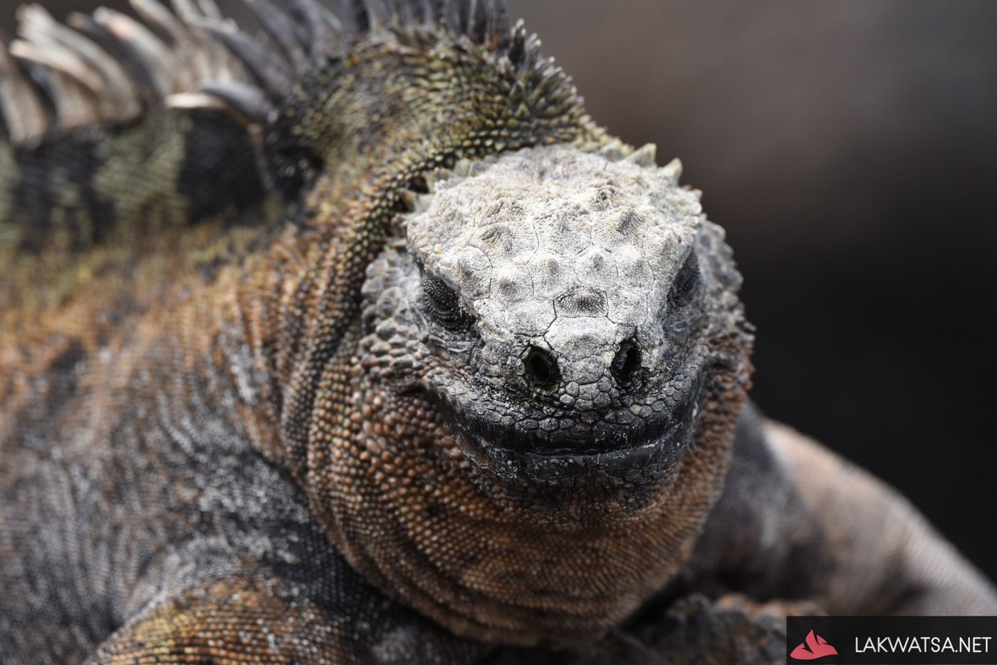 Marine Iguana, Isla Isabela Galapagos Islands, Ecuador