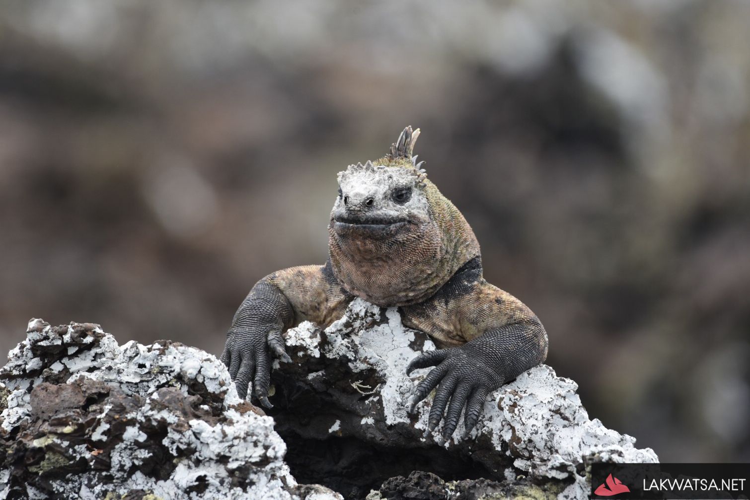 A Marine iguana during mating season at , Isla Santa Isabela, Galapagos Islands, Ecuador