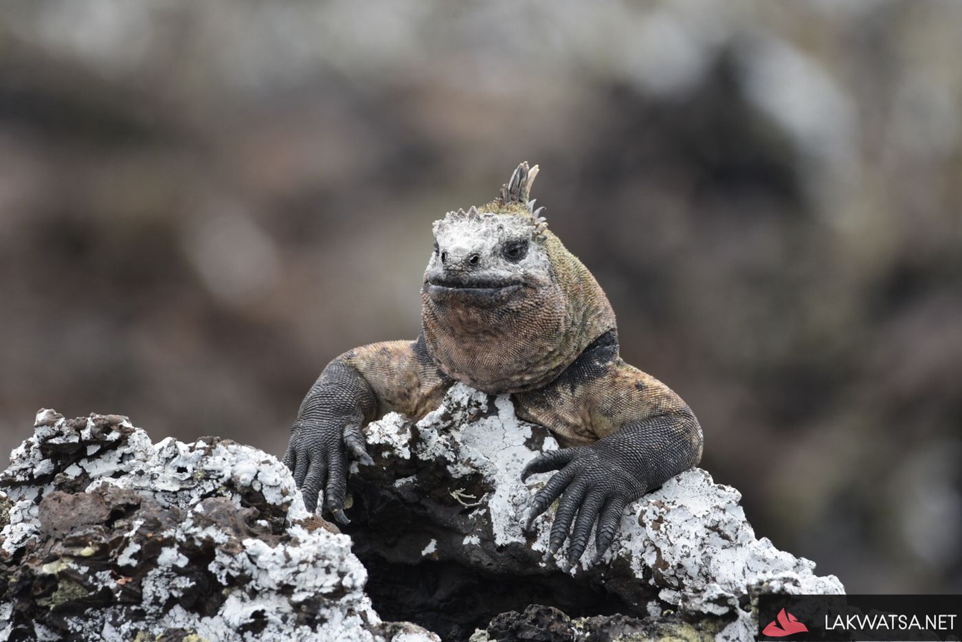A Marine iguana during mating season at , Isla Santa Isabela, Galapagos Islands, Ecuador