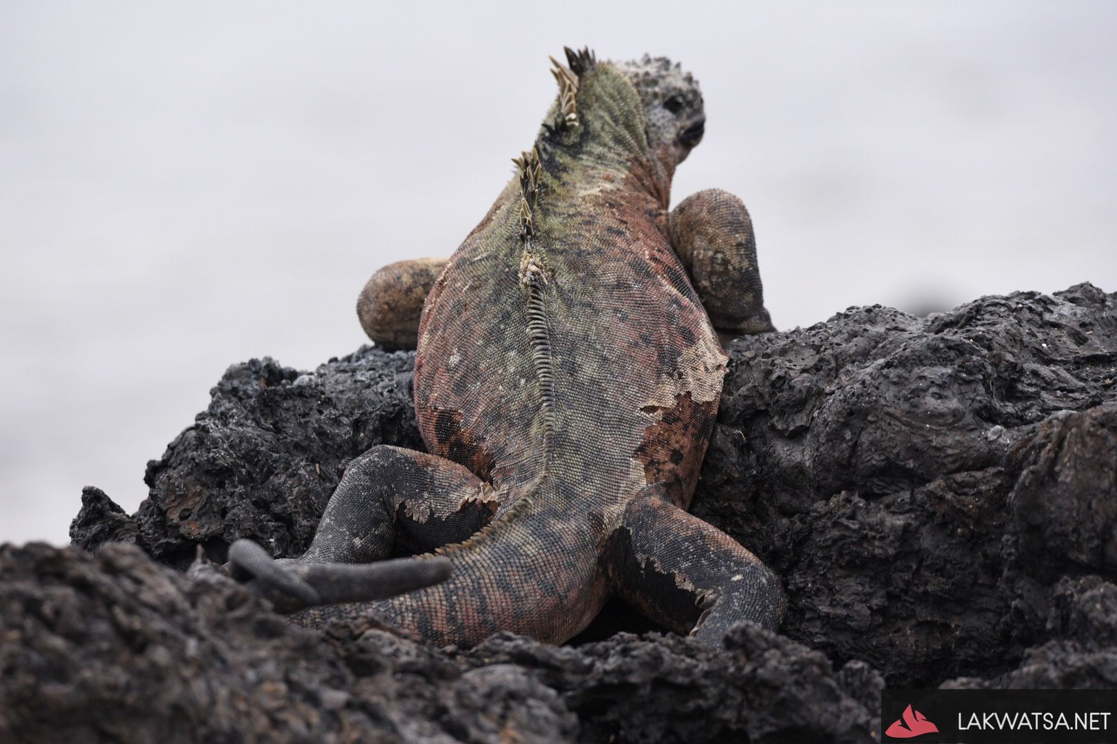 Marine iguana, isla santa Isabela, Galapagos Islands, Ecuador